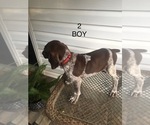 Small Photo #6 German Shorthaired Pointer Puppy For Sale in ENTERPRISE, AL, USA