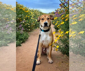 Cedar - Male Mountain Cur-Unknown Mix Dog for Adoption - Photo #2