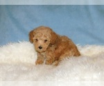 Small #1 Poodle (Toy)