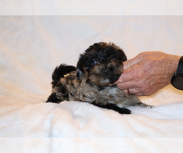 Medium Photo #12 Yorkiepoo mix (+ Poodle Toy) Puppy For Sale in DYERSBURG, TN, USA