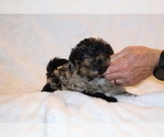 Small #11 Yorkiepoo mix (+ Poodle Toy)