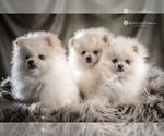 Small #5 Pomeranian