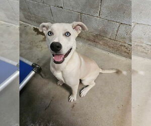 Huskies -Unknown Mix Dogs for adoption in El Centro, CA, USA
