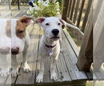 Small #3 American Pit Bull Terrier Mix