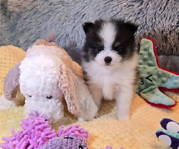Medium Photo #36 Pomeranian Puppy For Sale in MENIFEE, CA, USA