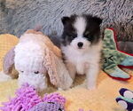 Small Photo #36 Pomeranian Puppy For Sale in MENIFEE, CA, USA