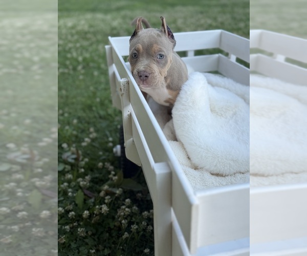 Medium Photo #2 American Bully Puppy For Sale in BROCKTON, MA, USA