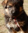 Small Photo #36 German Shepherd Dog Puppy For Sale in FOREST GROVE, OR, USA