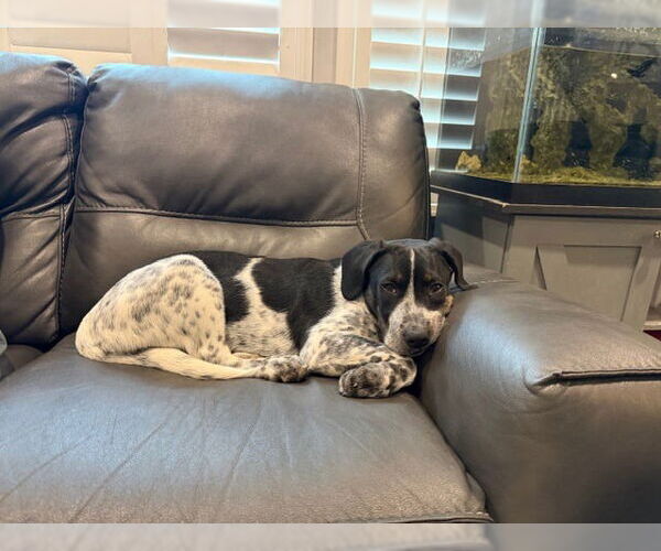 Medium Photo #2 Boxer-Unknown Mix Puppy For Sale in Salt Lake City, UT, USA