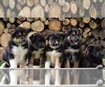 Small Photo #2 Australian Cattle Dog-German Shepherd Dog Mix Puppy For Sale in BEAVERTOWN, PA, USA