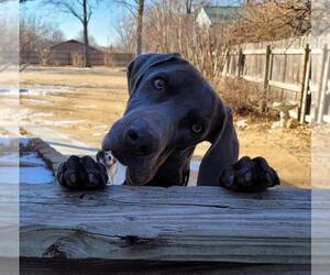 Weimaraner Dogs for adoption in Dallas, TX, USA