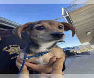 Chihuahua Dogs for adoption in Hanford, CA, USA