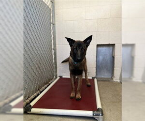 Mutt Dogs for adoption in Santa Maria, CA, USA