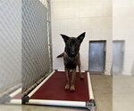 LIL SCHAE - Male Mutt Dog for Adoption - Small photo
