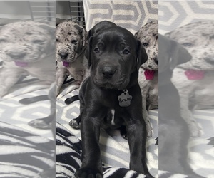 Great Dane Puppy for Sale in BLUE SPRINGS, Missouri USA