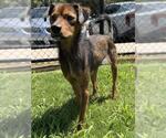 Small #2 Chihuahua Mix