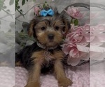 Small #1 Shorkie Tzu