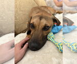 Small #1 Black Mouth Cur-Vizsla Mix