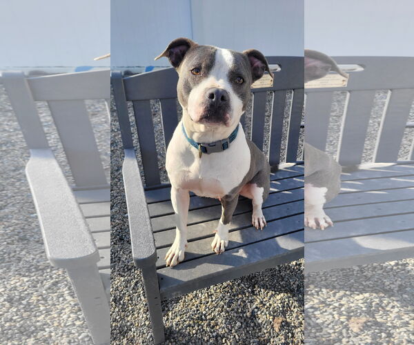 Medium Photo #4 Mutt Puppy For Sale in Rockaway, NJ, USA