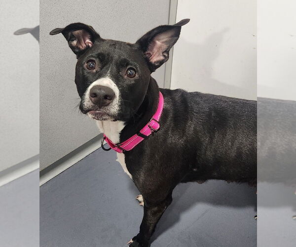 Medium Photo #1 Border Collie-Unknown Mix Puppy For Sale in Walnutport, PA, USA