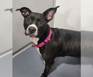 Border Collie-Unknown Mix Dogs for adoption in Walnutport, PA, USA