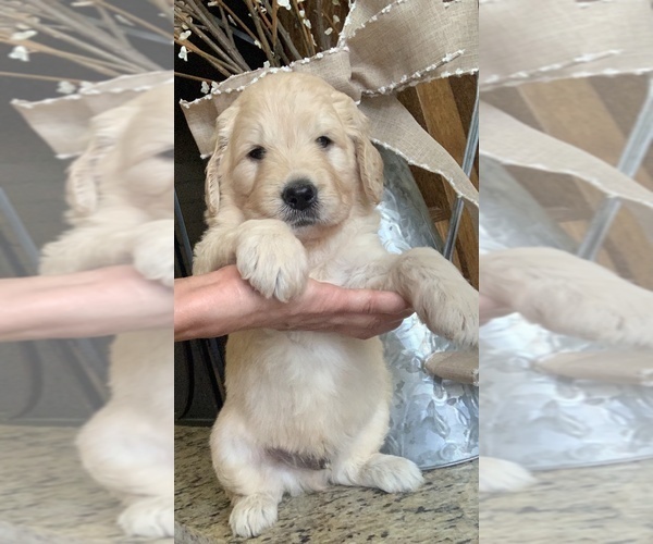 Medium Photo #3 Labradoodle Puppy For Sale in GLENDALE, CA, USA