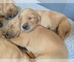 Small #4 Golden Retriever