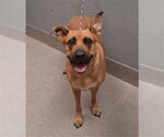 Small German Shepherd Dog Mix
