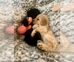 Labradoodle-Poodle (Standard) Mix Litter for sale in NICHOLASVILLE, KY, USA