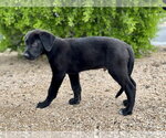 Small #8 German Shepherd Dog-Great Dane Mix