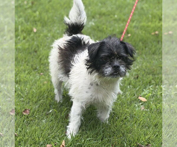 Medium Photo #2 Shih Tzu Puppy For Sale in Yardley, PA, USA