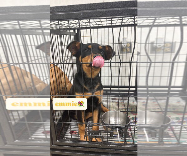 Medium Photo #4 Black Mouth Cur-Rottweiler Mix Puppy For Sale in GILBERTS, IL, USA