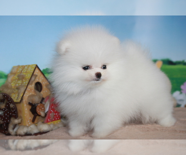 Medium Photo #9 Pomeranian Puppy For Sale in SAN FRANCISCO, CA, USA
