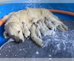 Small #5 English Cream Golden Retriever