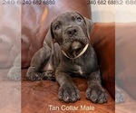 Small Photo #22 Cane Corso Puppy For Sale in LA PLATA, MD, USA