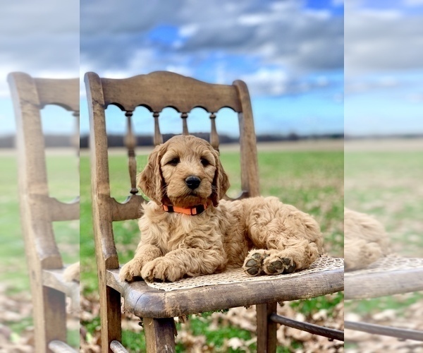 Medium Photo #4 Irish Doodle Puppy For Sale in WOOSTER, OH, USA
