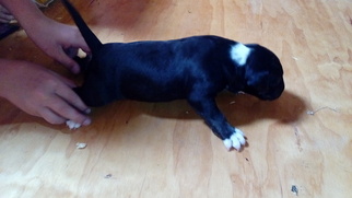 Bull Terrier Puppy for sale in NIXA, MO, USA