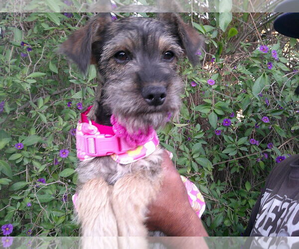 Medium Photo #1 Mutt Puppy For Sale in San Diego, CA, USA