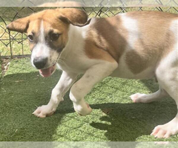 Medium Photo #1 German Shepherd Dog-Unknown Mix Puppy For Sale in Texas City, TX, USA