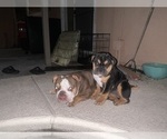 Small #2 Bulldog