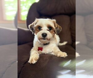 Sweetie - Female Shih Tzu-Unknown Mix Dog for Adoption - Photo #5