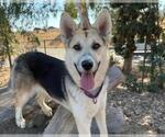 Small #2 German Shepherd Dog Mix