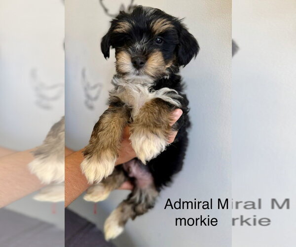 Medium Photo #1 Maltese-Unknown Mix Puppy For Sale in Studio City, CA, USA