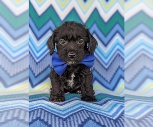 Jack-A-Poo Puppy for sale in NOTTINGHAM, PA, USA