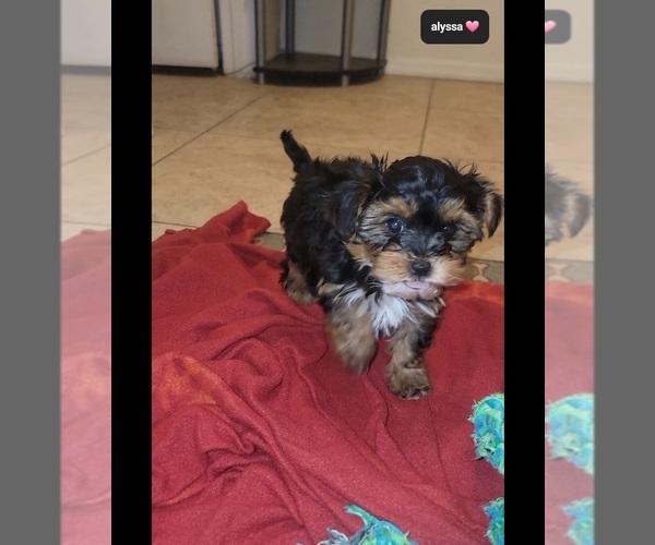Medium Photo #2 YorkiePoo Puppy For Sale in TUCSON, AZ, USA