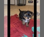 Small #1 YorkiePoo