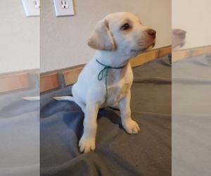 Labrador Retriever Puppy for Sale in TUCSON, Arizona USA