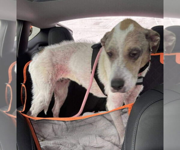 Medium Photo #2 Great Dane-Unknown Mix Puppy For Sale in Bullard, TX, USA