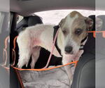 Small #1 Great Dane Mix