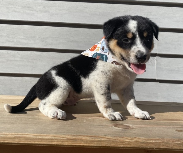 Medium Photo #6 Australian Cattle Dog Puppy For Sale in SMITHS CREEK, MI, USA